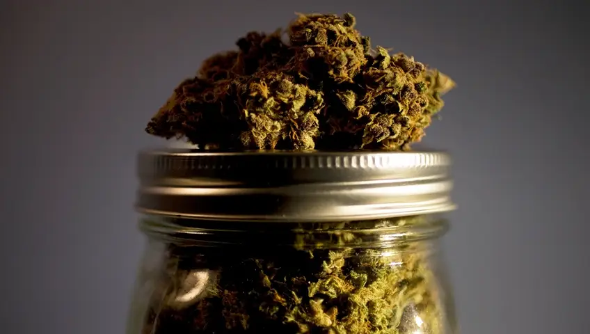 cannabis near me Helping You Discover Reliable and Legal Options for Everyday Use