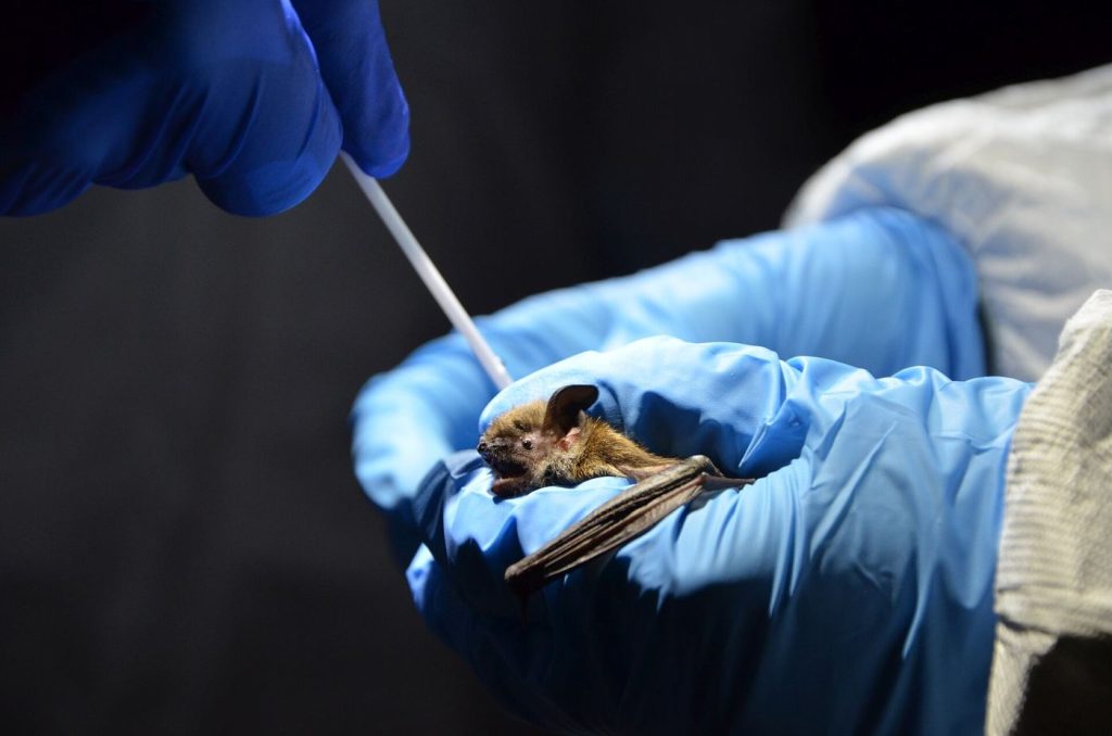 New Treatment Offers Hope for Bats With White-Nose Syndrome biologist examining a bat inside a cave